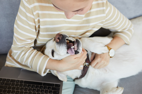 Mes de concientización sobre el estrés con Omni: cómo los perros ayudan a aliviar el estrés