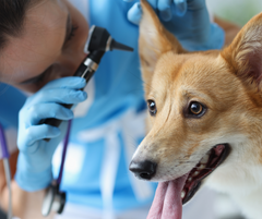 Klinische studie toont veganistische diëten veilig voor honden op lange termijn