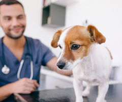 Veganistisch dieet Helping honden met darmproblemen en huidproblemen, meldde Guardian studies vondsten