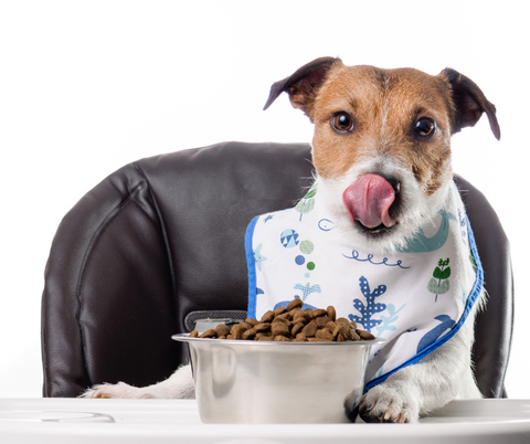 Study Proves Definitively That Dogs Are Nutritional Omnivores