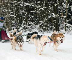 Canine Endurance Atleten bloedparameters en prestaties goed onderhouden op plantaardig dieet