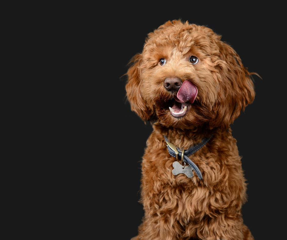 Vegan Diets Could Be Best For Dogs' Health, New Study Finds