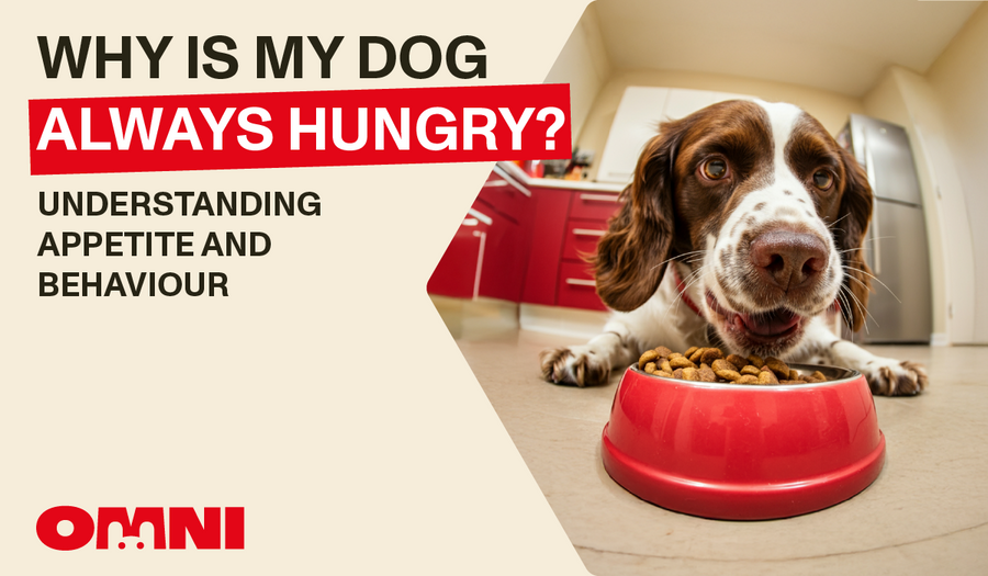 DIY Upcycled Dog Toys: Creative Projects for You and Your Canine Companion