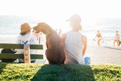 Top tips for travelling with your dog this summer