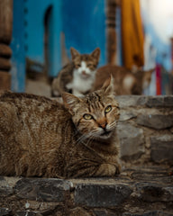 Kattenvlees wordt verkocht als varkensvlees – nog een gruwelijk voedselschandaal met vlees