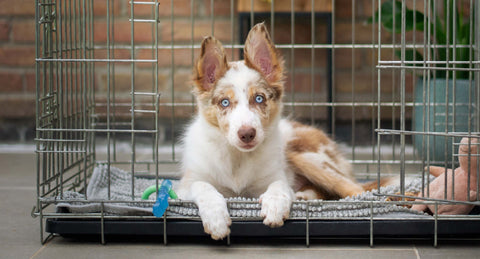 Crate training for my dog