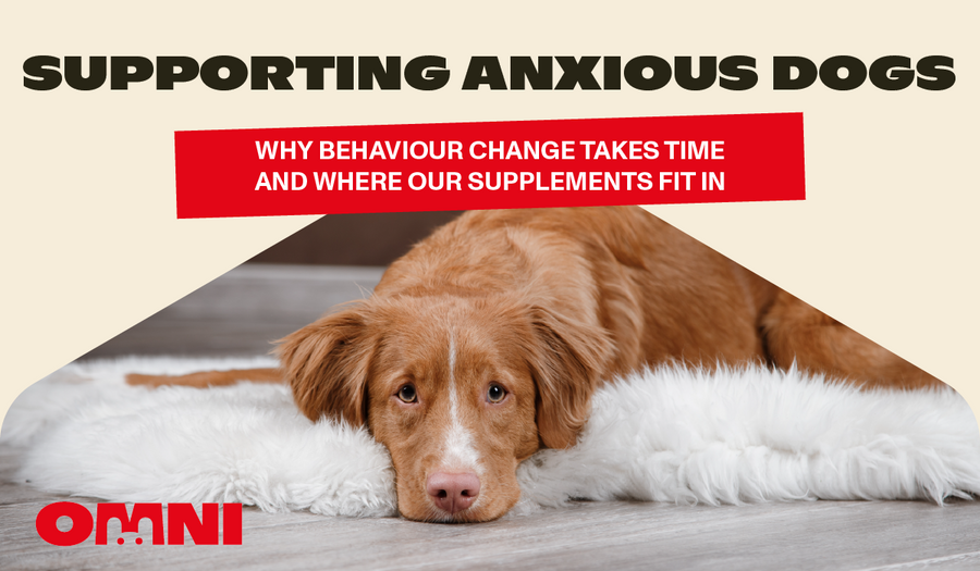 Supporting Anxious Dogs: Why behaviour change takes time and where our supplements fit in