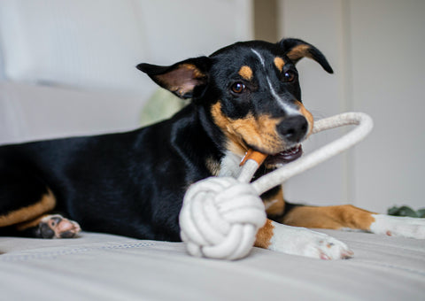 Jouets pour empêcher mon chien de s'ennuyer