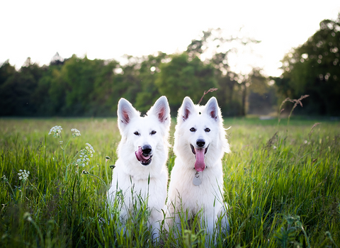 Conosci il tuo cibo per cani a base vegetale; L'importanza del cibo per animali domestici fissi