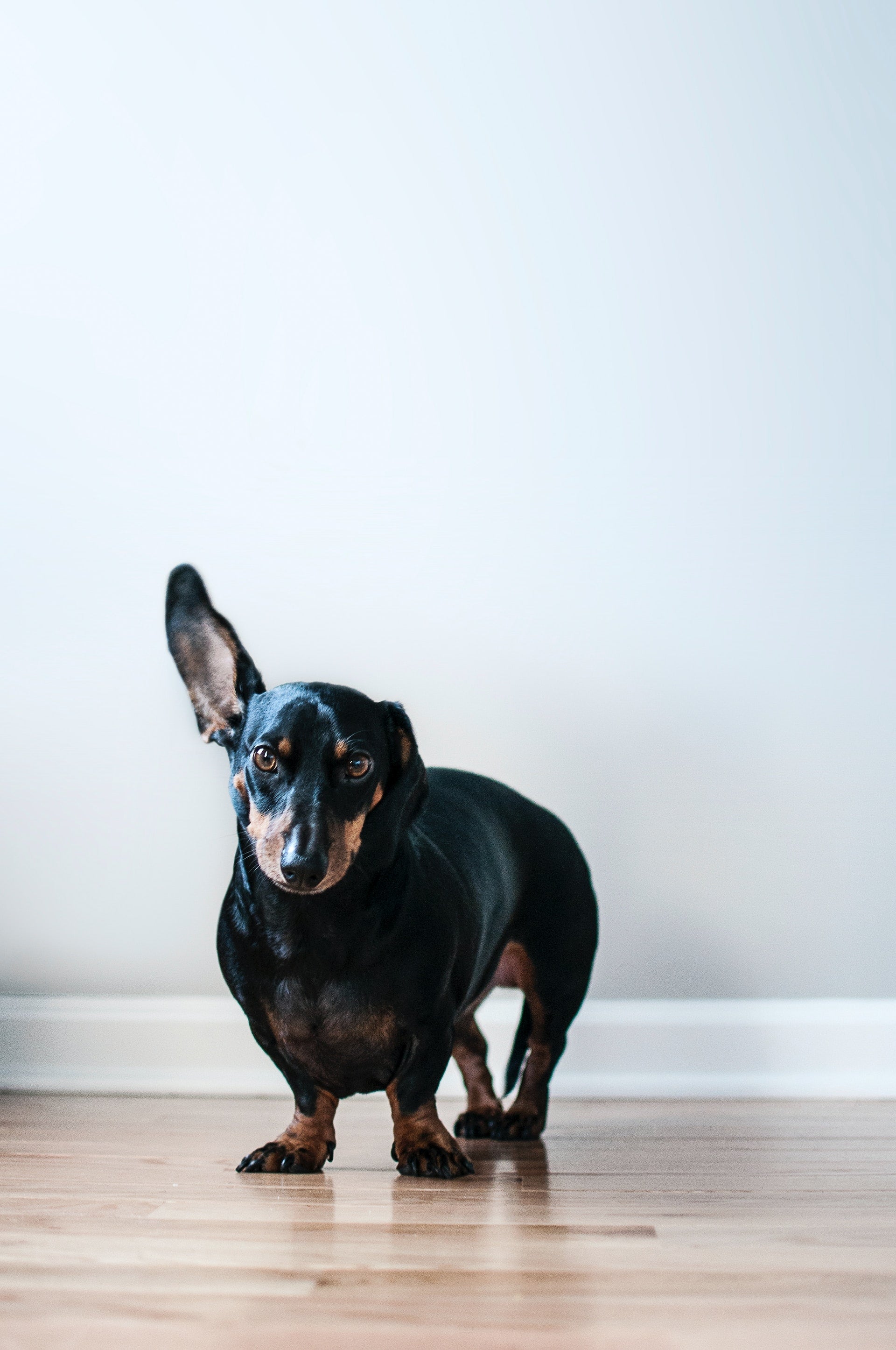 Has Omni food been analysed to ensure it's got the nutrients dogs need to thrive?