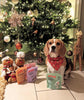 Festive Hazards: What Can't I Feed My Dog For Christmas?