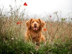 Heb je een teek op je hond gevonden?