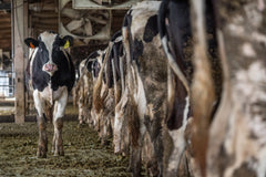 Worden er meer dieren gedood bij de teelt van veganistisch voedsel dan bij de vleesproductie?