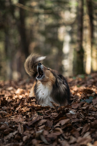 Come fermare il tuo cane abbaiando