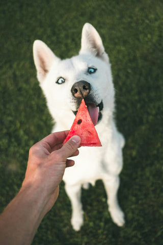 Il nuovo studio del 2024 dimostra esiti di salute stellare per i cani su una dieta a base di piante completa nutrizionalmente