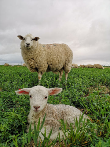 UK Meat intake sees record lows since 1974