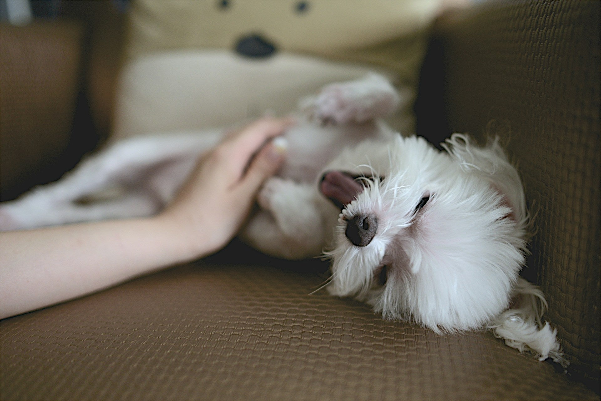 Suplementos de piel y pelaje para perros: una revolución en el tratamiento con la piel irritada