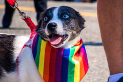 Honden zijn kleurblind ... toch?