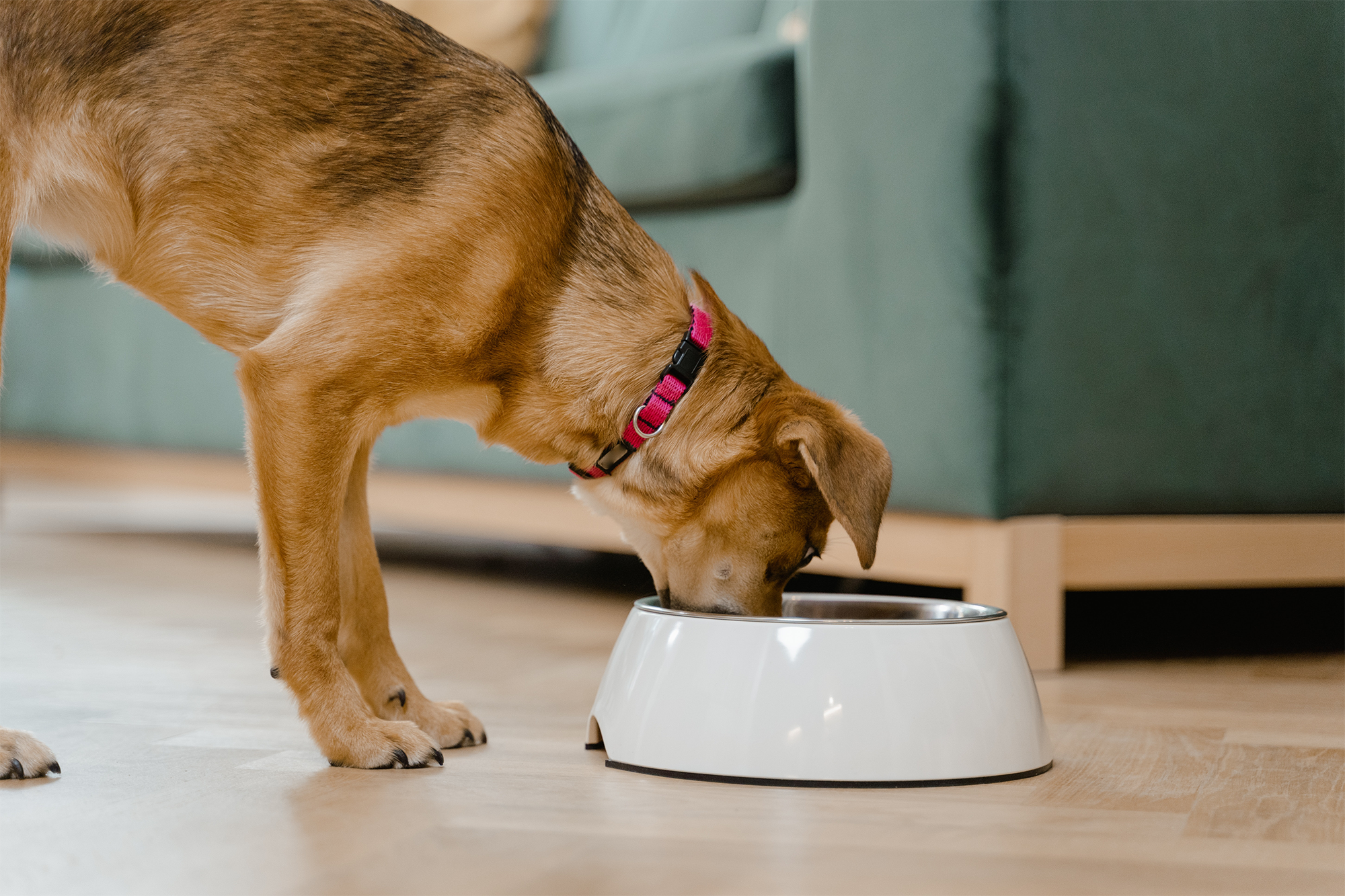 Lagunas en la industria de alimentos para mascotas, conocen los riesgos para tener en cuenta