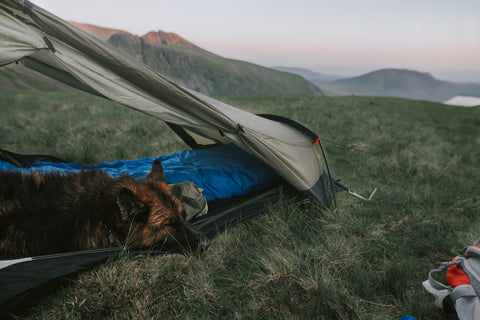 National Camping Month; Tips for Camping with Dogs