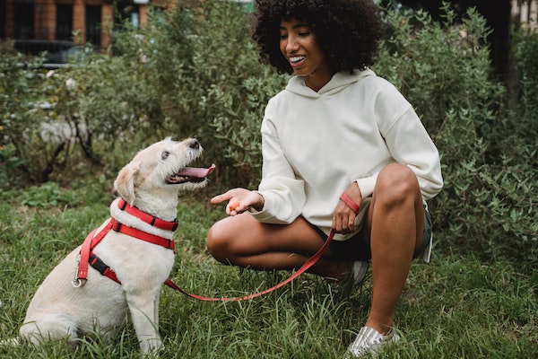 Tu e il tuo cane potete essere pagati £ 30.000 per diventare vegani!