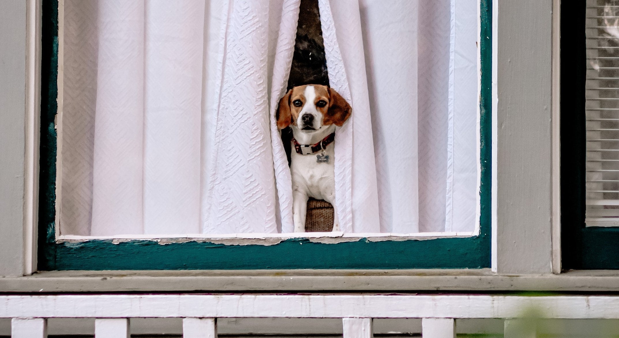 Dois-je faire assurer mon animal de compagnie?