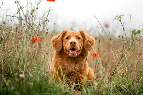 Come fai a sapere se il tuo cane ha un'allergia alla pelle?