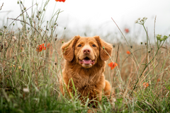 How do you know if your dog has a skin allergy?