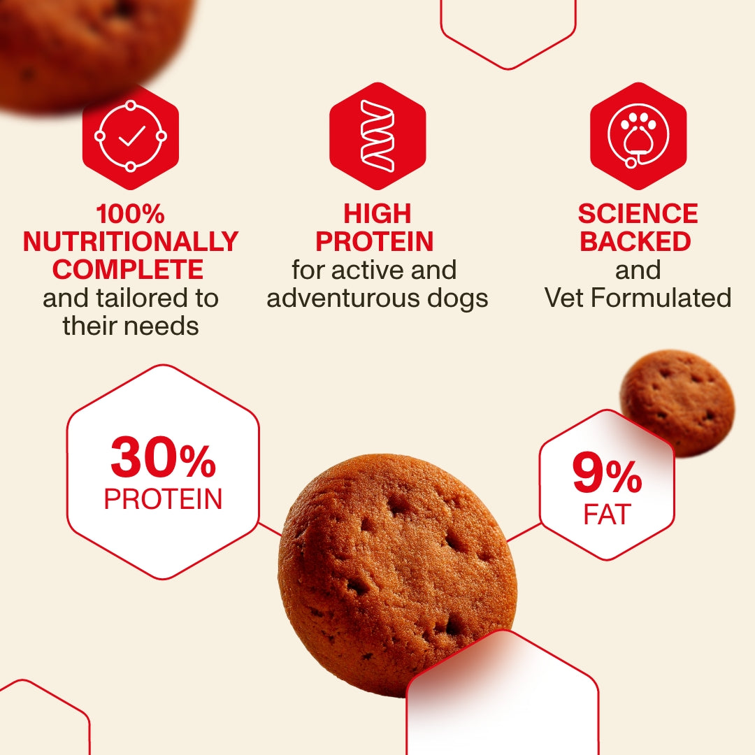 Adult Dry Food