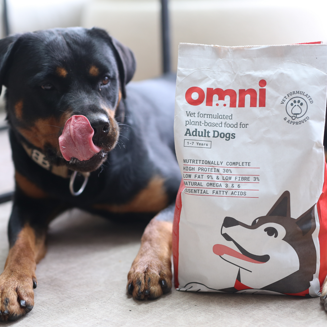 Dog sitting next to a bag of Omni dog food