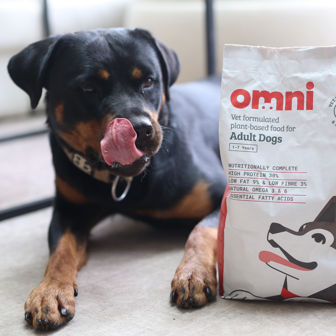 Adult Dry Food