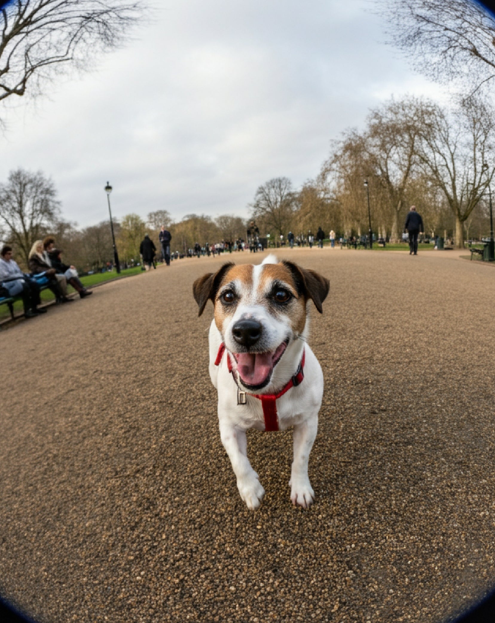 Confident, Comfortable Bladder Health for Your Dog