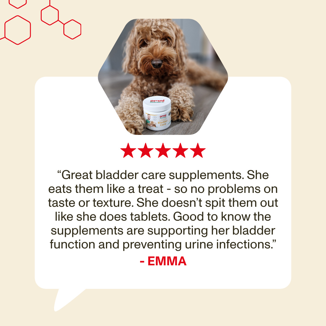 Dog with a supplement container and a five-star review on a beige background