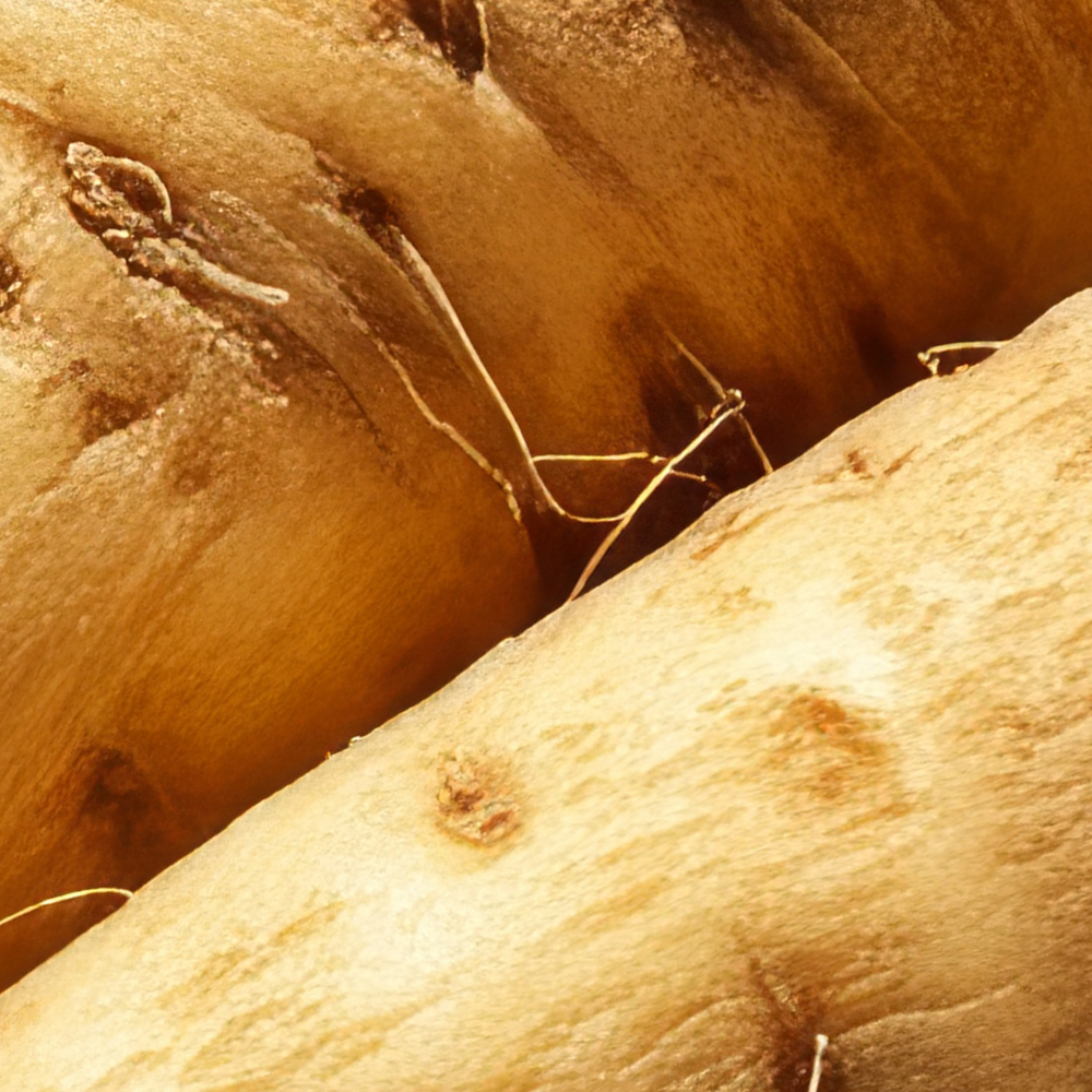 Chicory Root