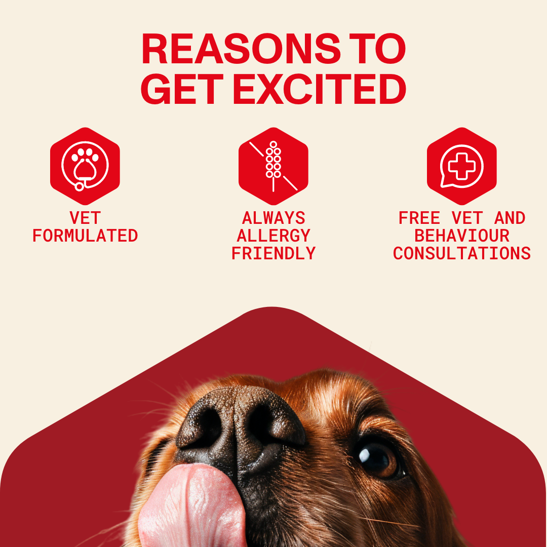 Dog's face with 'Reasons to Get Excited' text and icons on a red and beige background