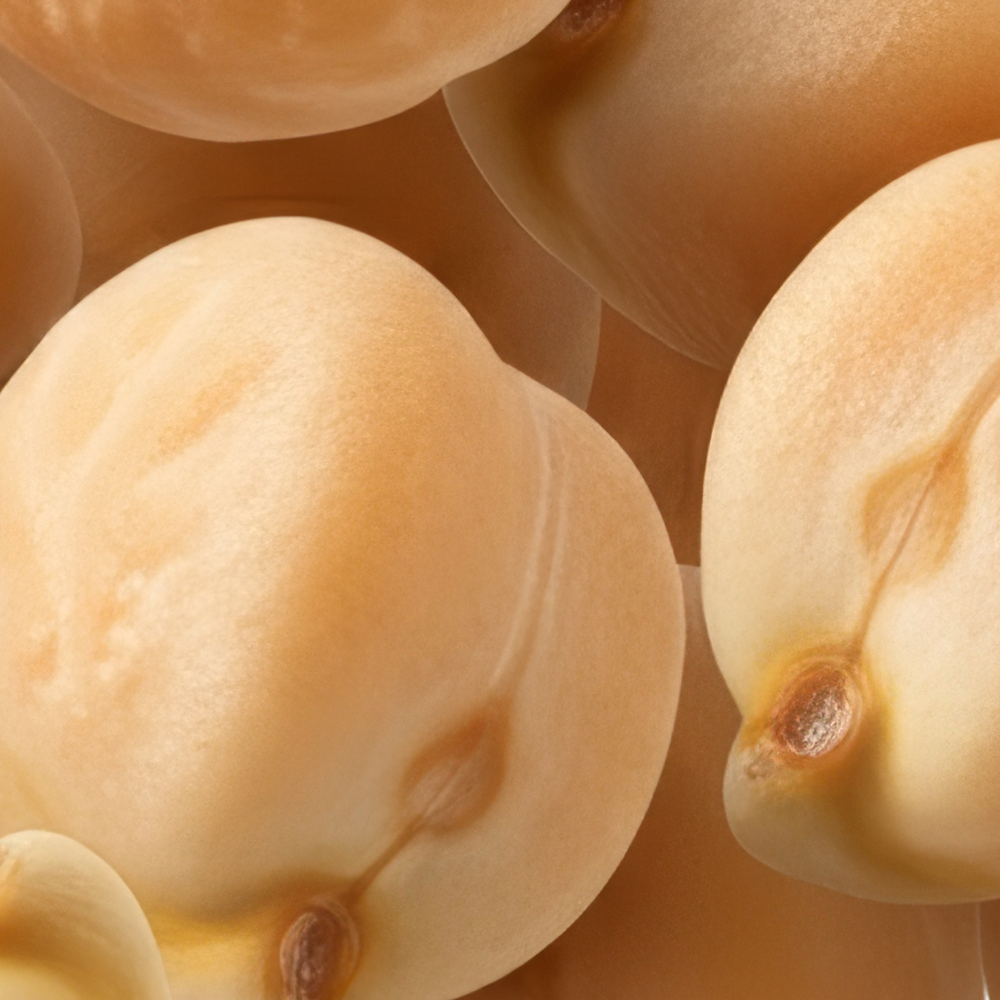 Chickpea