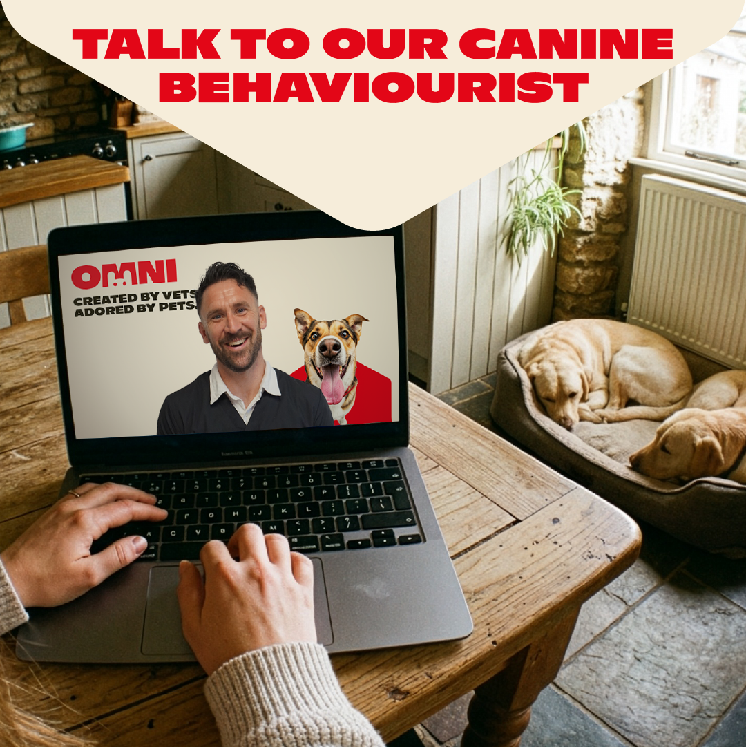Person using a laptop with a screen showing a man and dog, with text about talking to a canine behaviourist.