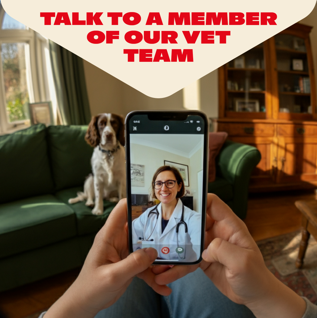 Person using a smartphone to video call a doctor with a dog sitting on a couch in the background.