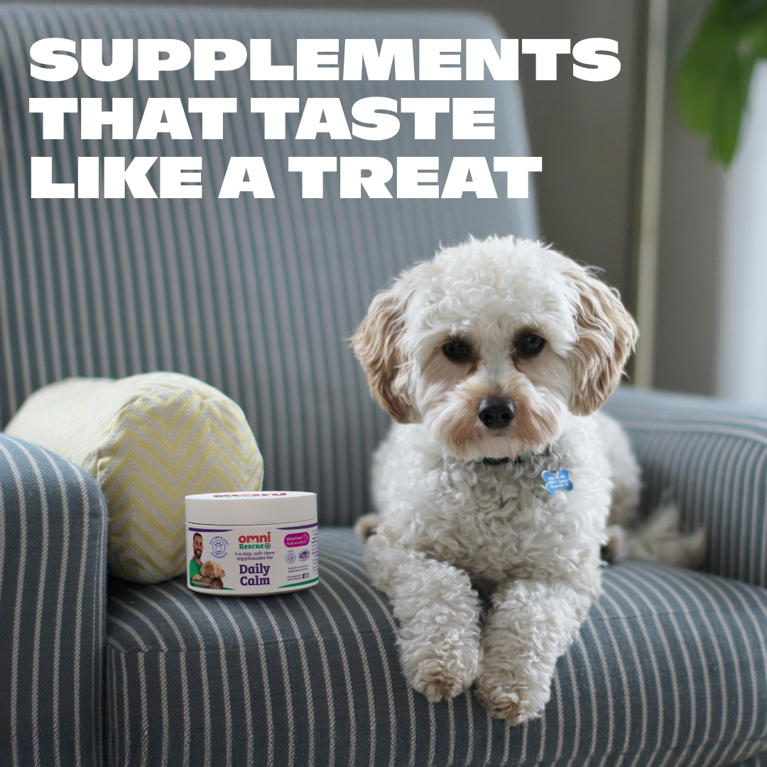 Dog sitting on a striped chair with a supplement container next to it, text 'Supplements that taste like a treat' above.