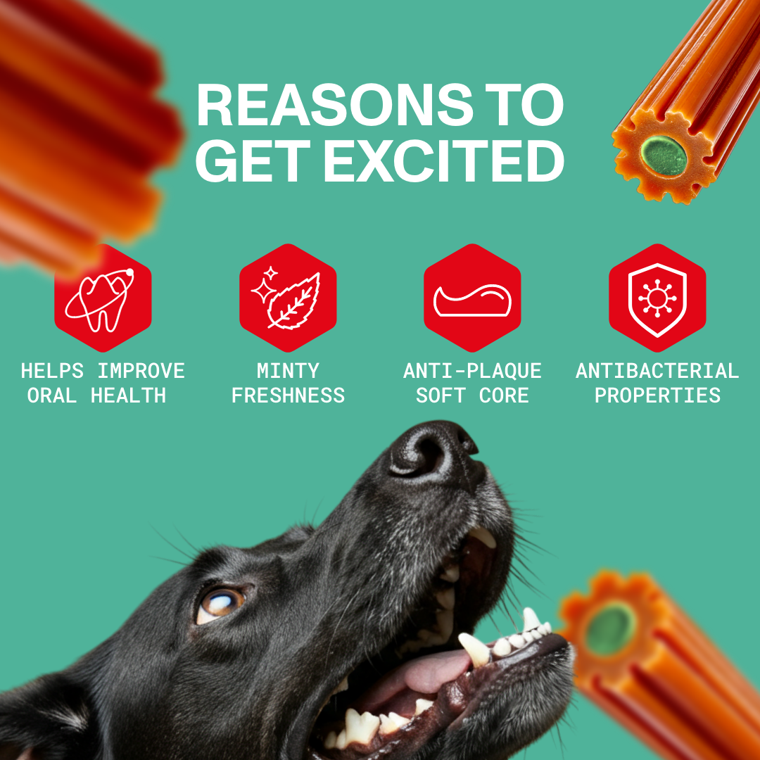 Dog looking at dental chews with text on reasons to get excited