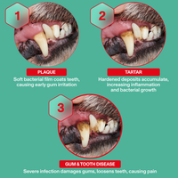 Diagram showing stages of gum and tooth disease in a dog's mouth with text explaining each stage.