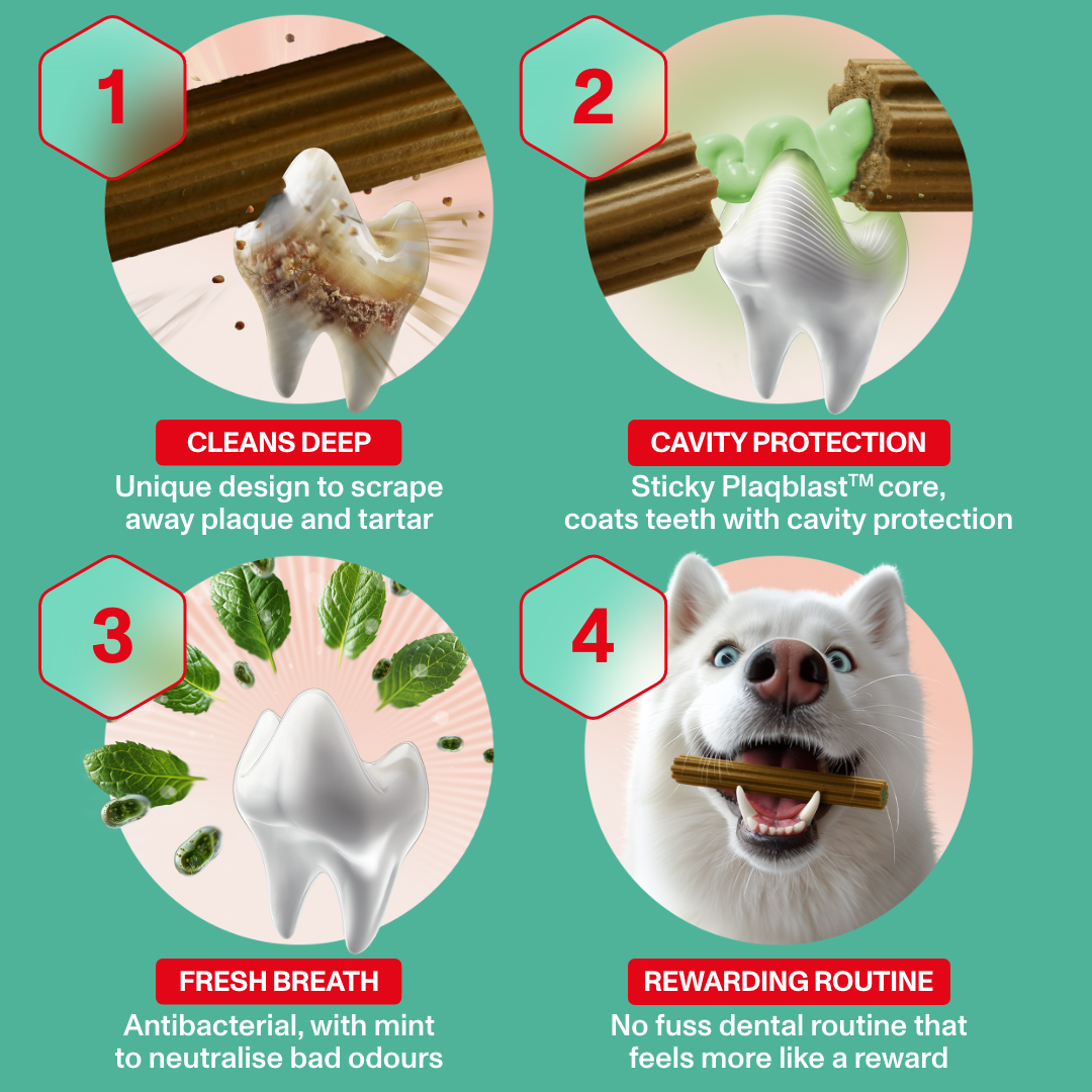 Dog chew product with features on a green background