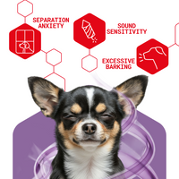 Dog with behavioral issues icons and text on a white background