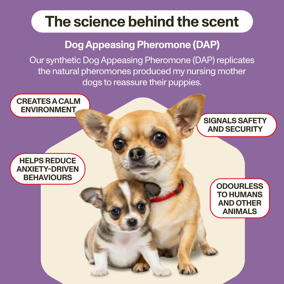 Two dogs with text about Dog Appeasing Pheromone (DAP) on a purple background