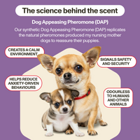 Two dogs with text about Dog Appeasing Pheromone (DAP) on a purple background
