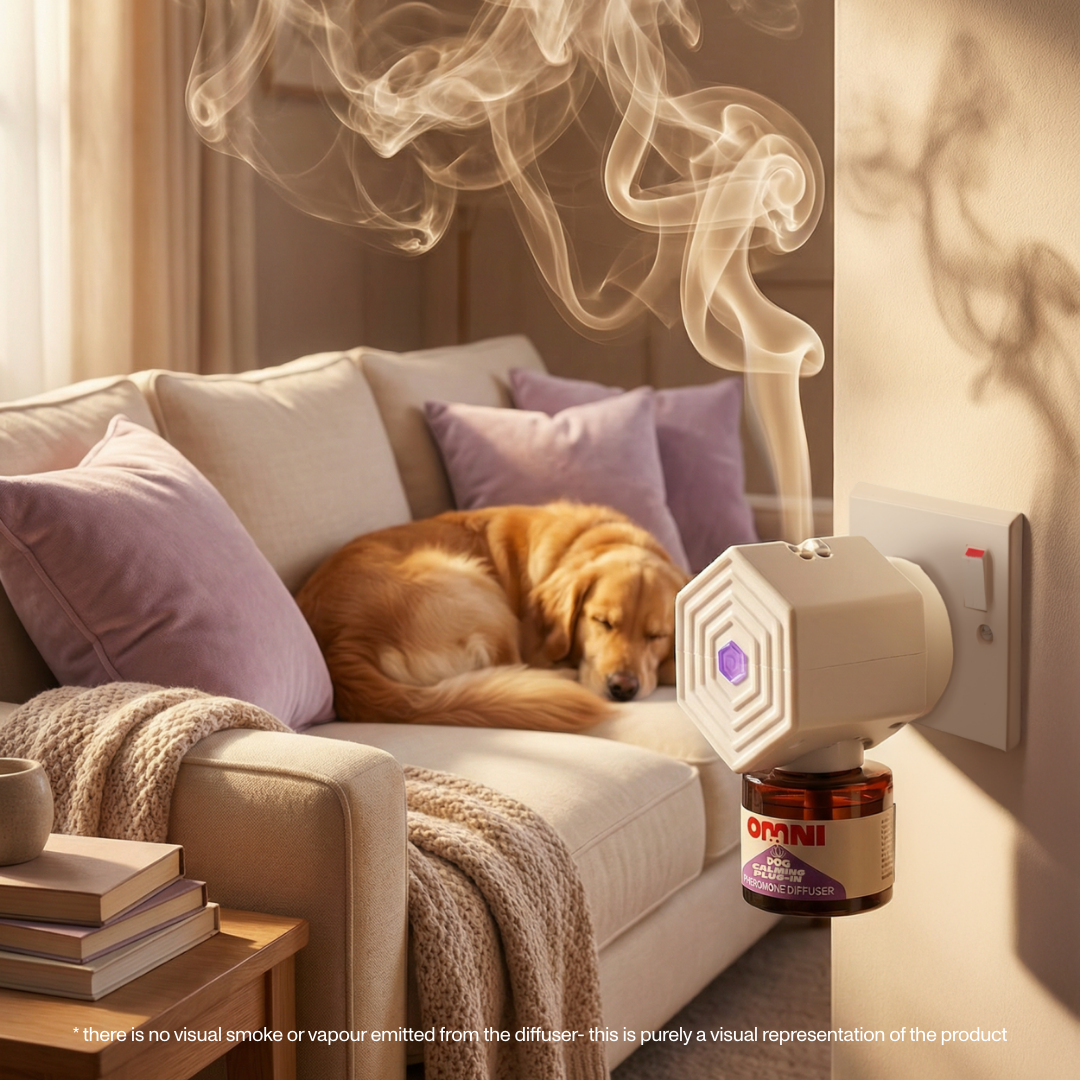 Dog lying on a couch next to an Omni diffuser with smoke effect
