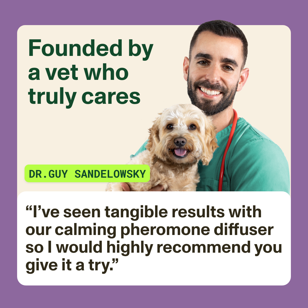 Vet holding a dog with text about a calming pheromone diffuser