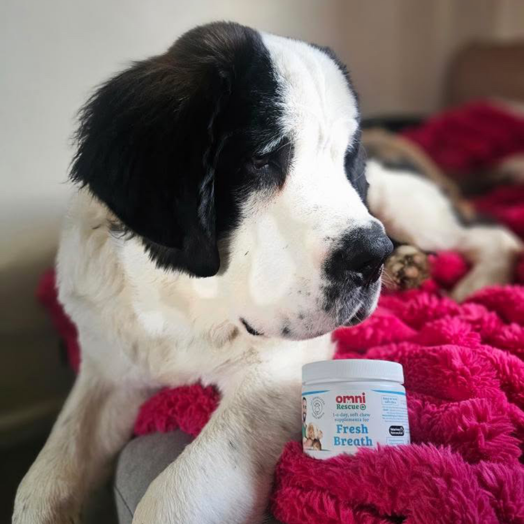 Dog sitting on a pink blanket with a container of Omni Fresh Breath supplement.