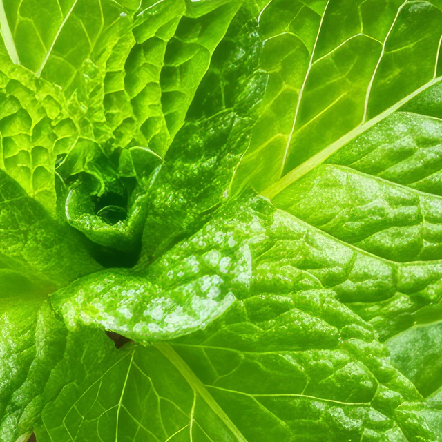 Fresh Peppermint