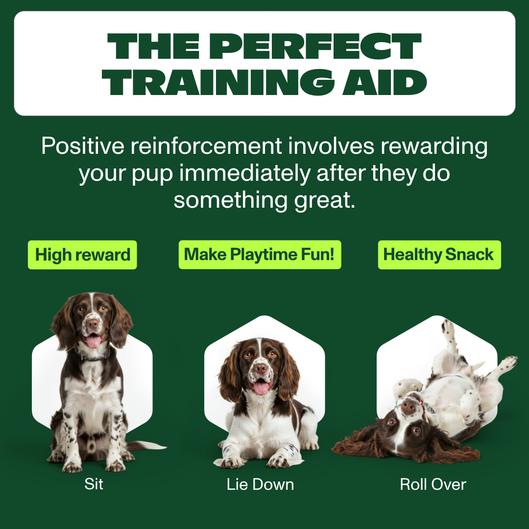 Dog training aid advertisement with three dogs performing different commands on a green background.